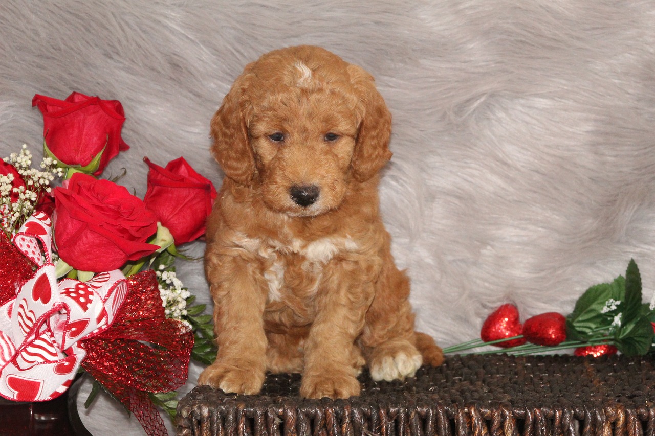 Why Goldendoodles Are So Popular